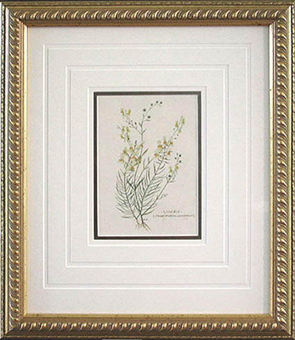 August Fischer - Framed Image - Linaria