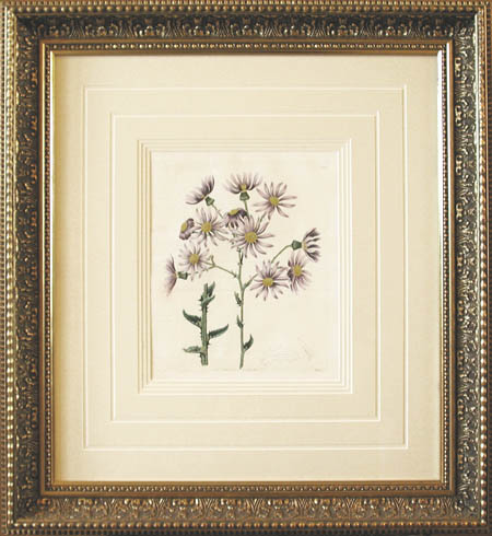 J Watts - Framed Image - Senecio Lilacinus Senecio Glastifolius from the Aster or Michaelmas Daisy Family